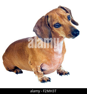 Curious Little Dachshund Dog Isolated On White Stock Photo