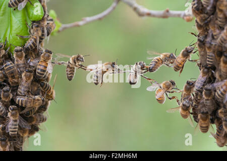 Trust in teamwork of bees linking two bee swarm parts. Metaphor for business, teamwork, partnership, cooperation, trust, community, bridging the gap. Stock Photo