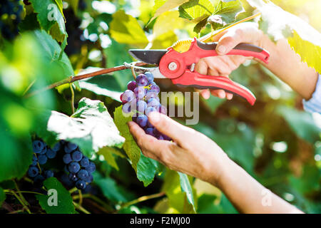 Hands of a woman cutting a bunch of grapes Stock Photo