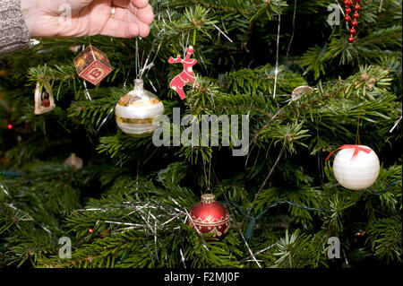 close up image showing a mans hand hanging a gold and silver bauble on a traditional christmas tree Stock Photo