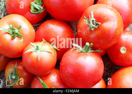 harvest from many bright ripe red tomatoes Stock Photo