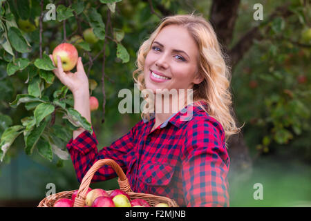 Beautiful young woman in red shirt harvesting apples