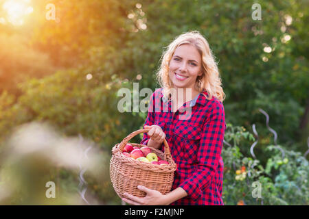 Beautiful young woman in red shirt harvesting apples