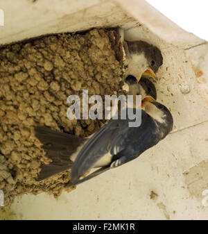 Adult House Martin (Delichon urbica) feeding it's hungry chicks in nest under eaves of a house Stock Photo