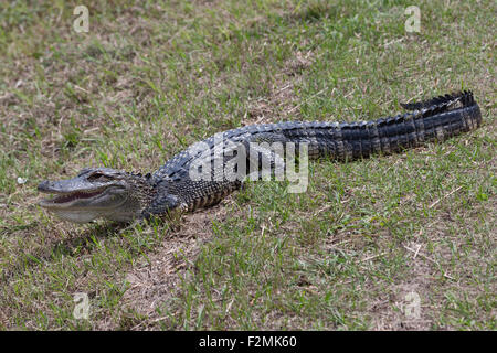 A photograph of an American alligator in the wild near Savannah in Georgia. The alligator is sunning itself on some grass. Stock Photo