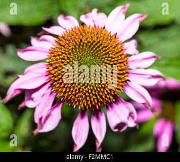 Medical plant echinacea purpurea close up. Stock Photo