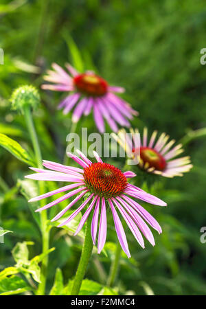 Medical plant echinacea purpurea close up. Stock Photo