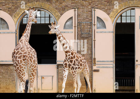 Giraffes at the ZSL London Zoo, London England United Kingdom UK Stock Photo