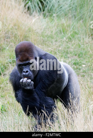 The western lowland gorilla (Gorilla gorilla gorilla) at the ZSL London Zoo, London England United Kingdom UK Stock Photo