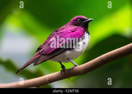The violet-backed starling, Cinnyricinclus leucogaster Stock Photo