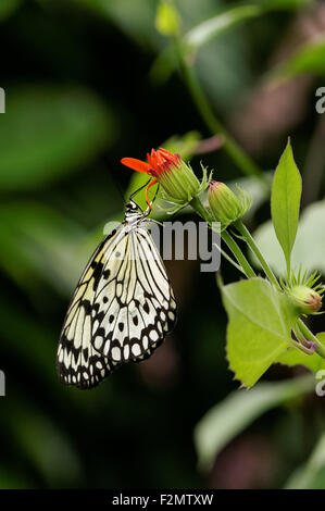 Malabar tree nymph butterfly, Idea malabarica Stock Photo