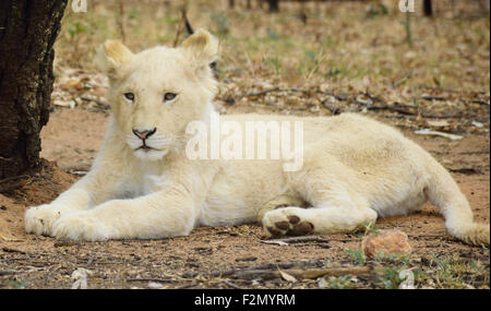 White lion cub, Panthera leo, Stock Photo