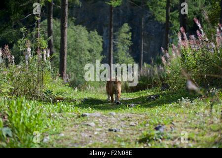 Bulldog walking along a trail walking in Swiss countryside Stock Photo