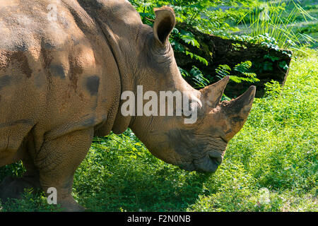 Black Rhino eating from the ground Stock Photo