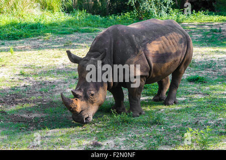 Black Rhino eating from the ground Stock Photo