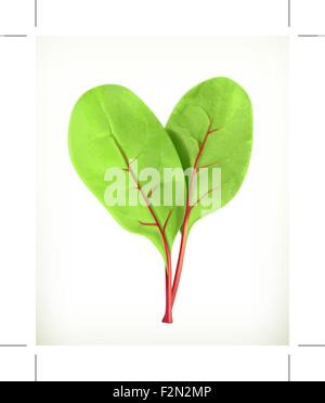 Baby beetroot leaves, vector illustration Stock Vector