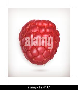 Raspberry, vector high quality Stock Vector