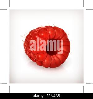 Raspberry, vector illustration high quality Stock Vector