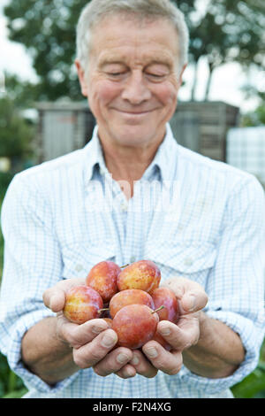 Senior Man On Allotment Holding Freshly Picked Plums Stock Photo