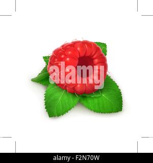 Raspberries and mint, detailed vector Stock Vector