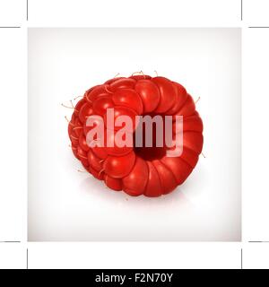 Raspberry, vector illustration high quality Stock Vector