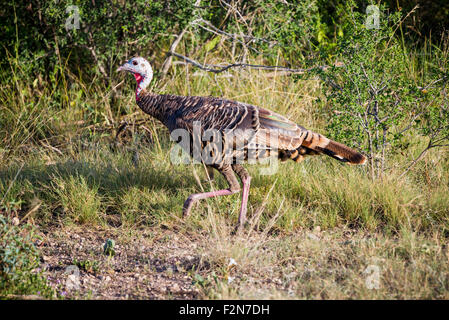 Wild South Texas Rio Grande turkey hen walking to the left Stock Photo