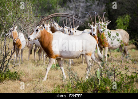 Wild Scimitar Horned Oryx Bull walking to the left in front of the herd. These animals are extinct in their native lands of Afri Stock Photo