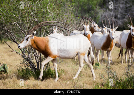 Wild Scimitar Horned Oryx Bull walking to the left in front of the herd. These animals are extinct in their native lands of Afri Stock Photo