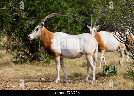 Wild Scimitar Horned Oryx Bull standing to the left. These animals are extinct in their native lands of Africa. Stock Photo