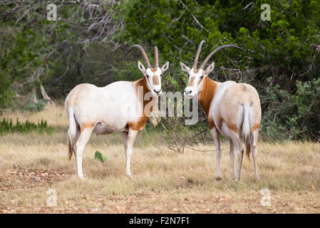 Wild Scimitar Horned Oryx Bull and Cow standing towards eachother. These animals are extinct in their native lands of Africa. Stock Photo