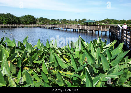 Delray Beach Florida,Wakodahatchee Wetlands,nature,preserve,raised boardwalk,water,Thalia geniculata,arrowroot,fire-flag,FL150414040 Stock Photo