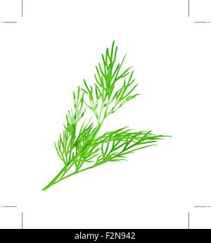 Dill, vector illustration Stock Vector