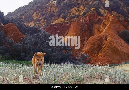 Dingo on Fraser Island, Queensland, Australia Stock Photo