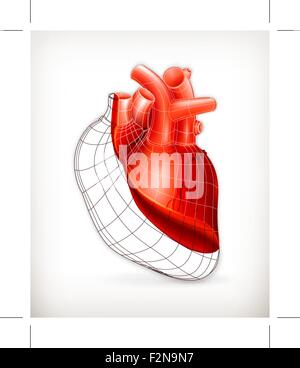 Heart structure, vector Stock Vector