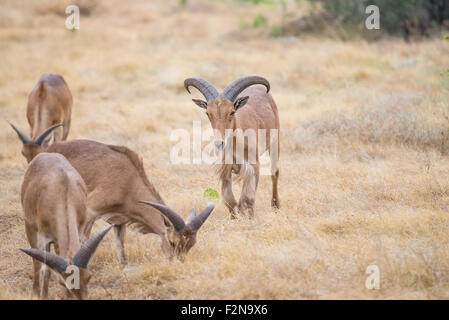 Aoudad Ram walking proudly in field towards a herd Stock Photo