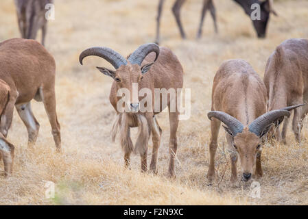 Aoudad Ram standing in field among a grazing herd Stock Photo