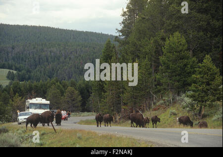 Buffalo (American Bison) herd stops traffic in the Hayden Valley as the cross a park road, Yellowstone National Park, WY Stock Photo