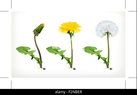 Dandelion flowers, vector icon set Stock Vector