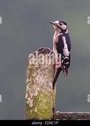 Female great spotted woodpecker perched Stock Photo