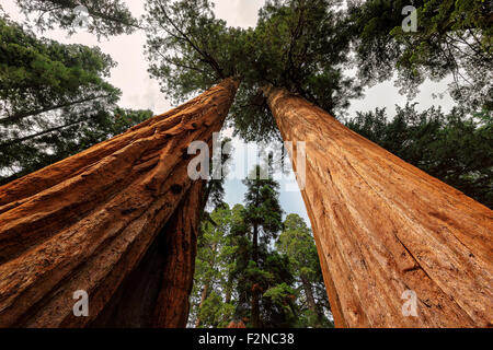 The famous big sequoia trees are standing in Sequoia National Park, Giant village area , big famous sequoia trees Stock Photo