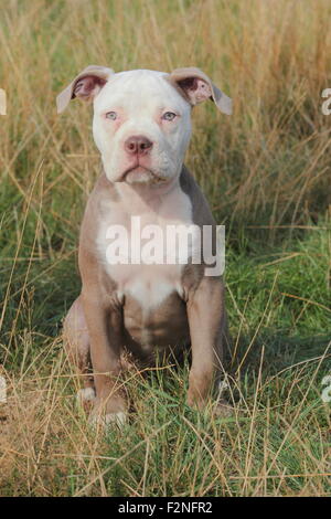 Old English Bulldog, puppy, 12 weeks old, sitting in a meadow, Germany Stock Photo