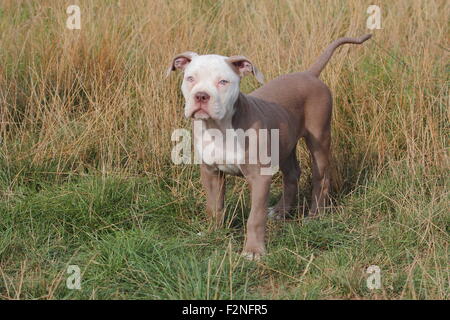 Old English Bulldog, puppy, 12 weeks old, standing in a meadow, Germany Stock Photo