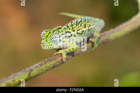 Carpet chameleon (Furcifer lateralis), male, Central Highlands, Madagascar Stock Photo