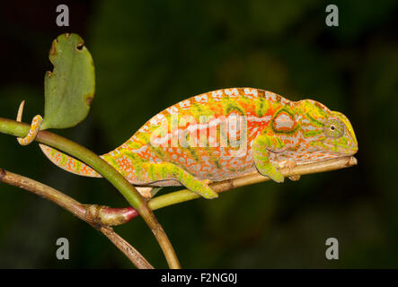 Carpet chameleon (Furcifer lateralis), female, pregnant, Ranomafana rainforest, Southern Highlands, Madagascar Stock Photo