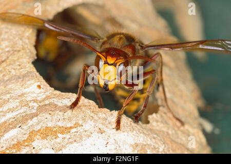 European hornet (Vespa crabro), closeup of the head of a female worker, Germany Stock Photo