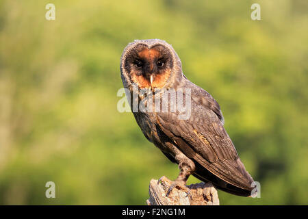 Barn owl (Tyto alba), on the lookout, portrait, Vulkaneifel, Rhineland-Palatinate, Germany Stock Photo