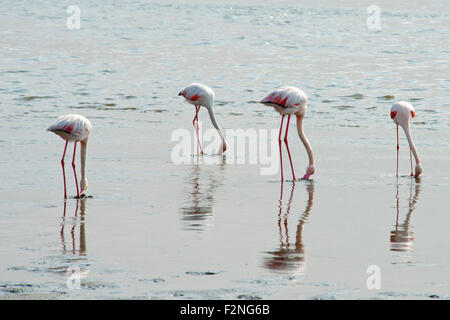 Greater Flamingos (Phoenicopterus roseus) in the water, foraging, Walvis Bay, Namibia Stock Photo