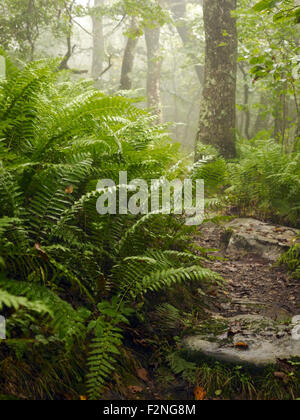 Plants growing in misty forest Stock Photo