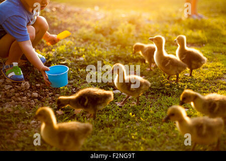 Mari boy feeding ducks on farm Stock Photo