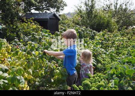 Little girl (2 years old) picking raspberries with her brother (6 years old), at the allotment. Bristol. UK. Stock Photo